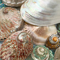 Load image into Gallery viewer, Gus + Mabel - Mythical Seashell Scoops