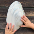Load image into Gallery viewer, Gus + Mabel - Mythical Seashell Scoops