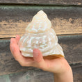 Load image into Gallery viewer, Gus + Mabel - Mythical Seashell Scoops