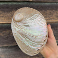Load image into Gallery viewer, Gus + Mabel - Mythical Seashell Scoops
