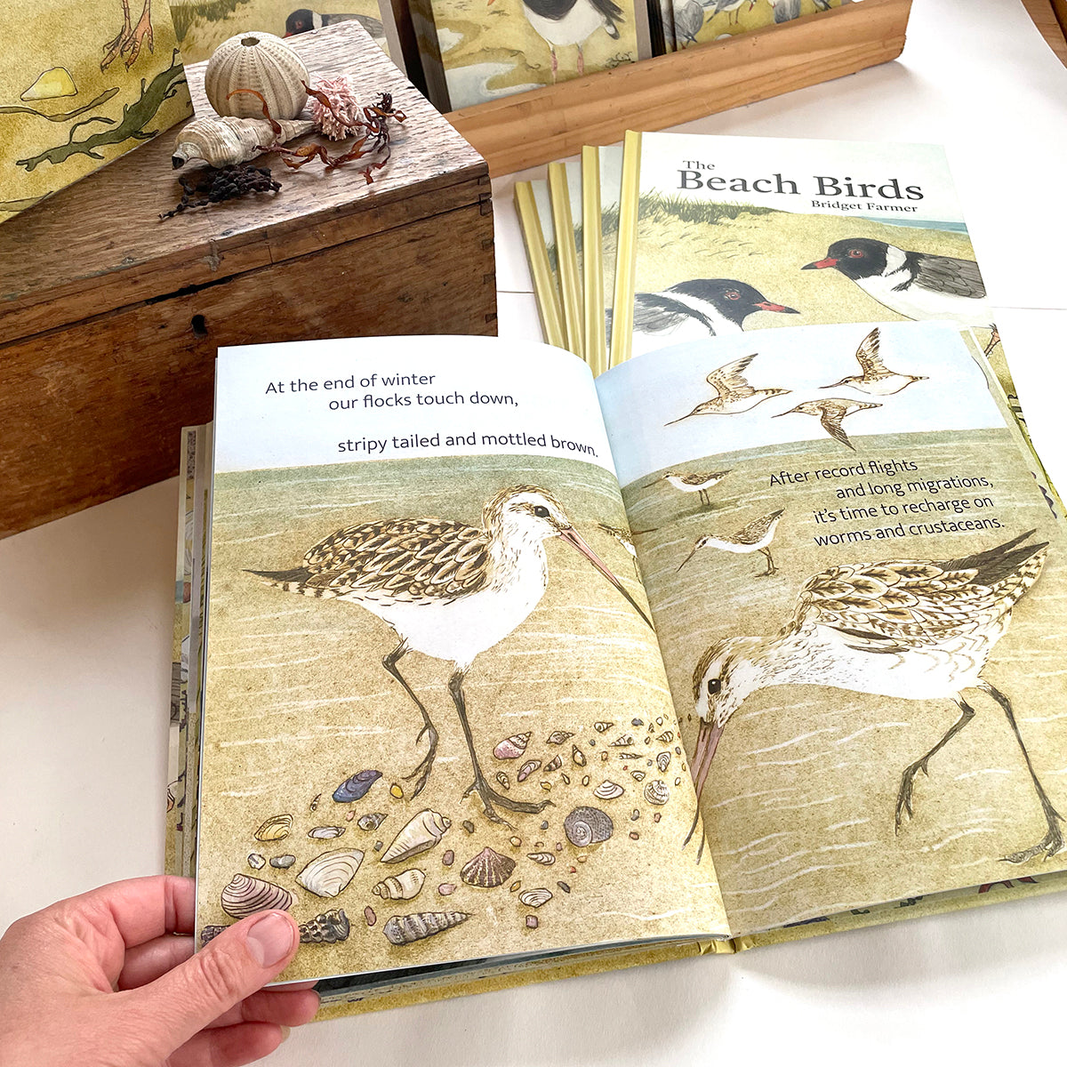 Bridget Farmer - The Beach Birds