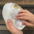 Load image into Gallery viewer, Gus + Mabel - Mythical Seashell Scoops
