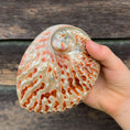 Load image into Gallery viewer, Gus + Mabel - Mythical Seashell Scoops
