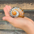 Load image into Gallery viewer, Gus + Mabel - Mythical Seashell Scoops
