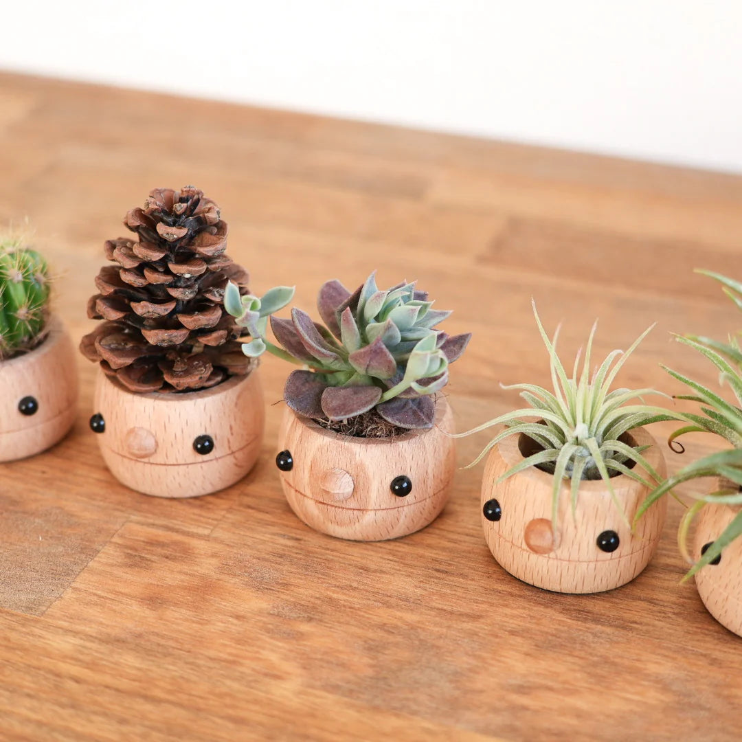 Comomg - Donguri Mini Planter