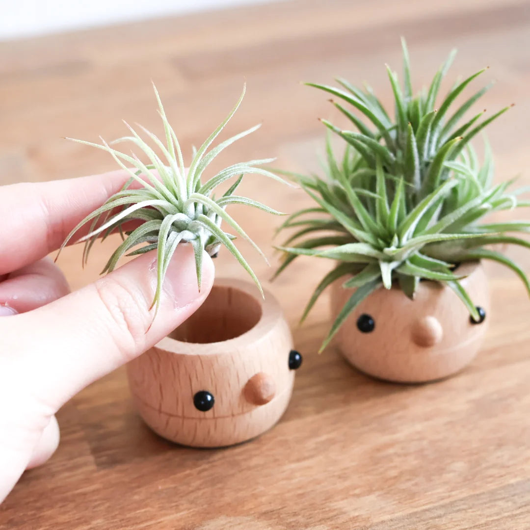 Comomg - Donguri Mini Planter