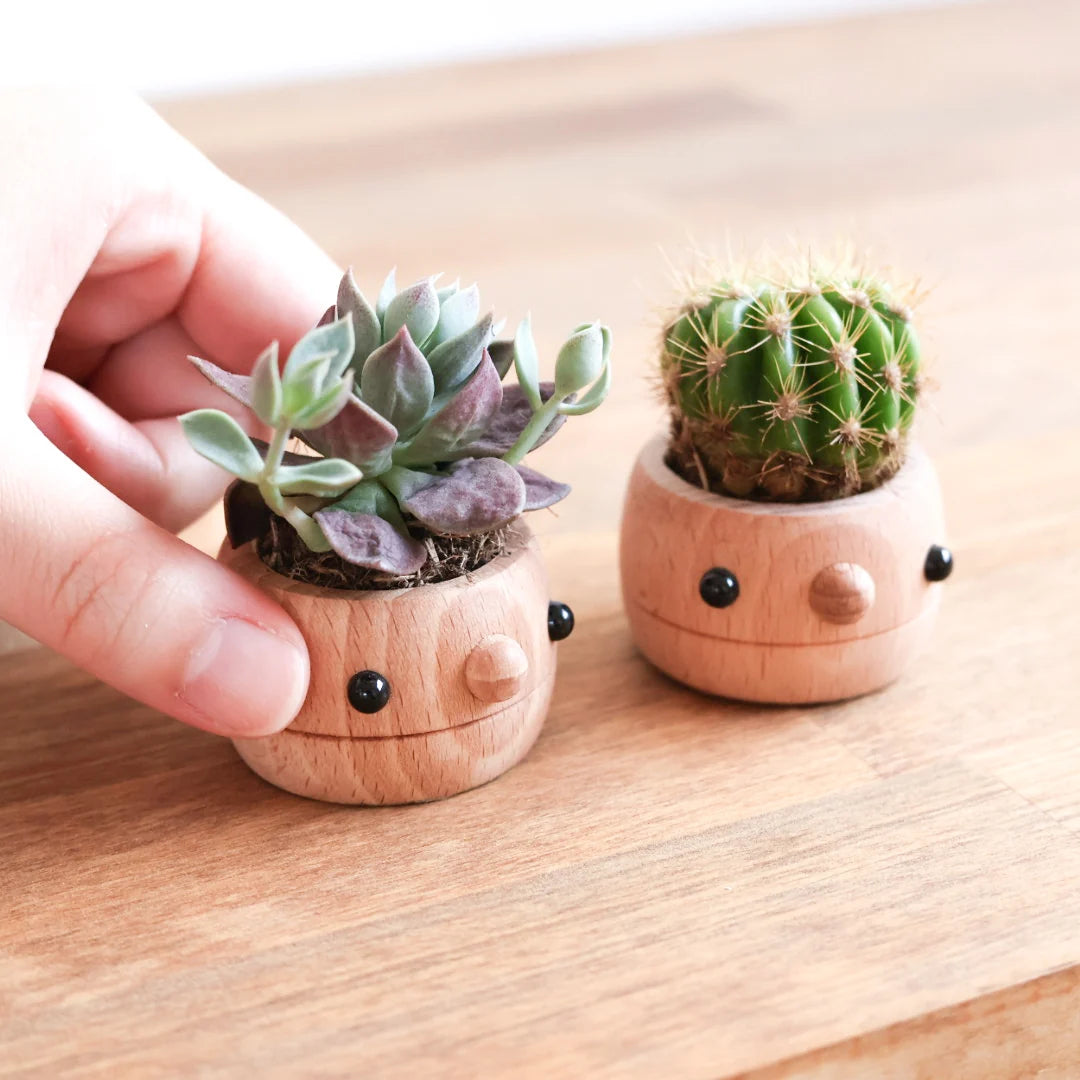 Comomg - Donguri Mini Planter