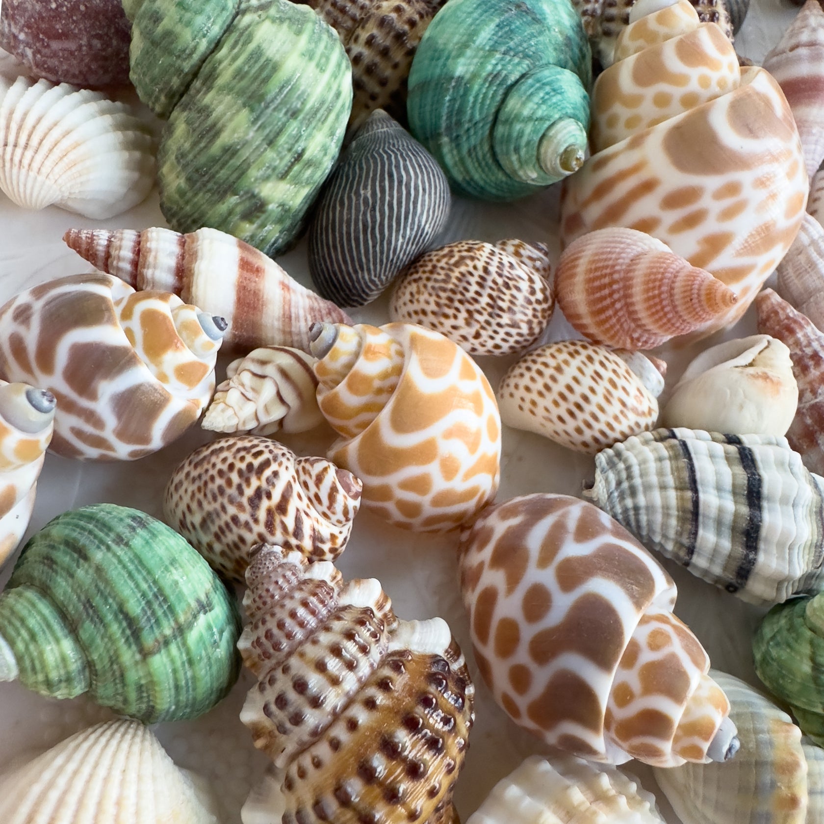 Gus + Mabel - Seashell Symphony