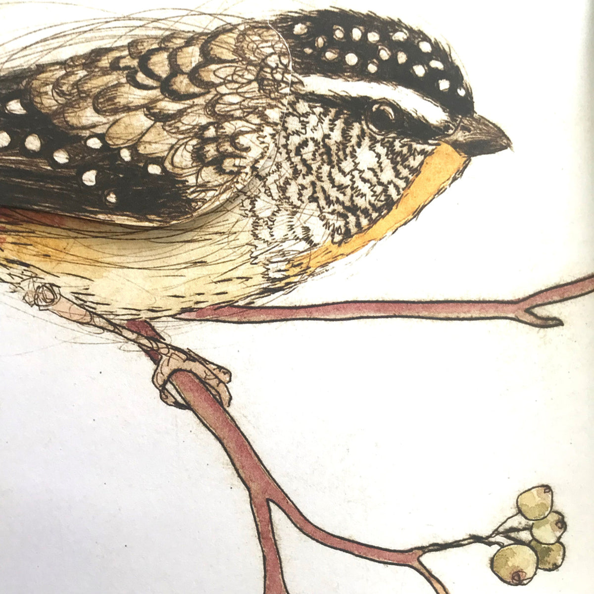 Bridget Farmer - The Bush Birds