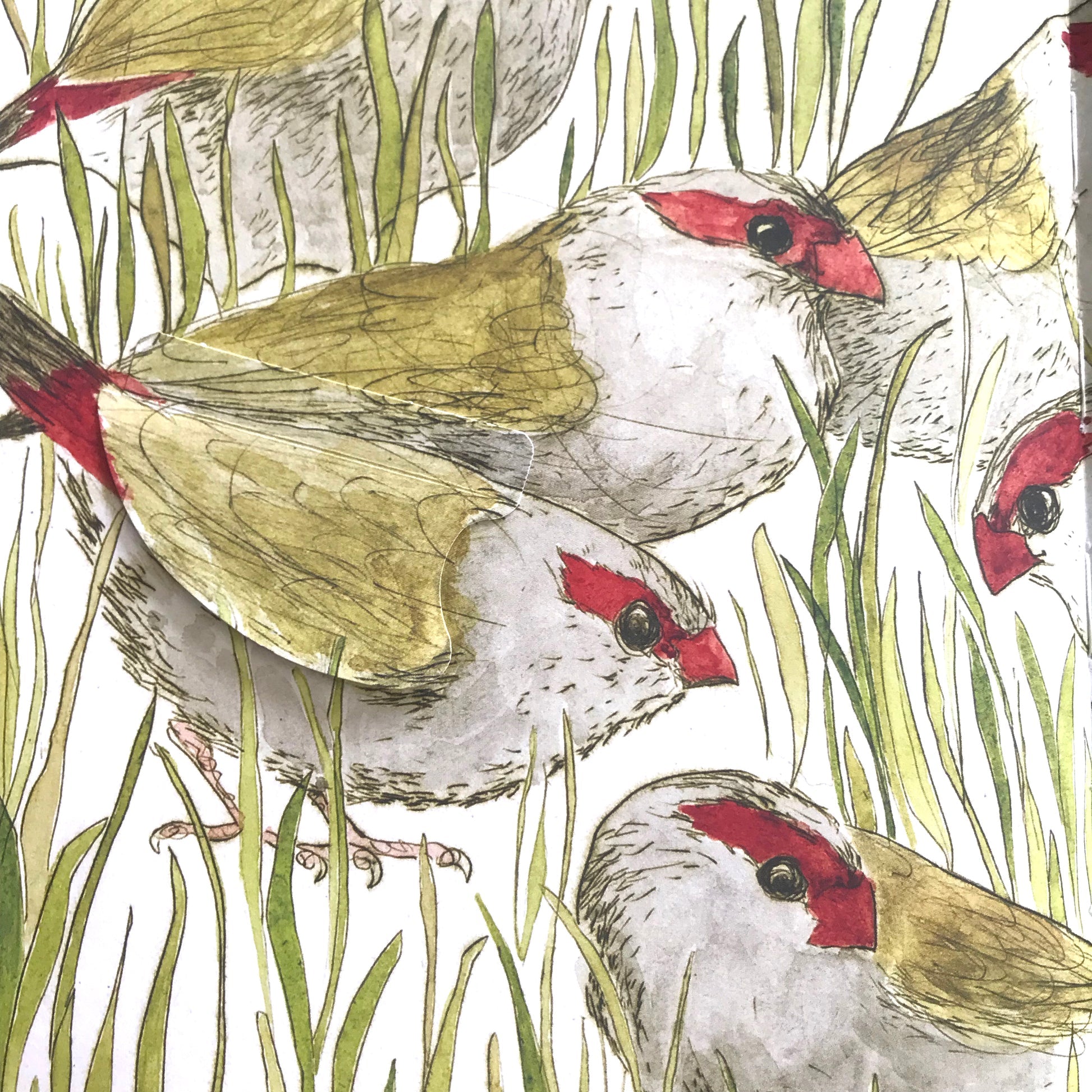 Bridget Farmer - The Bush Birds